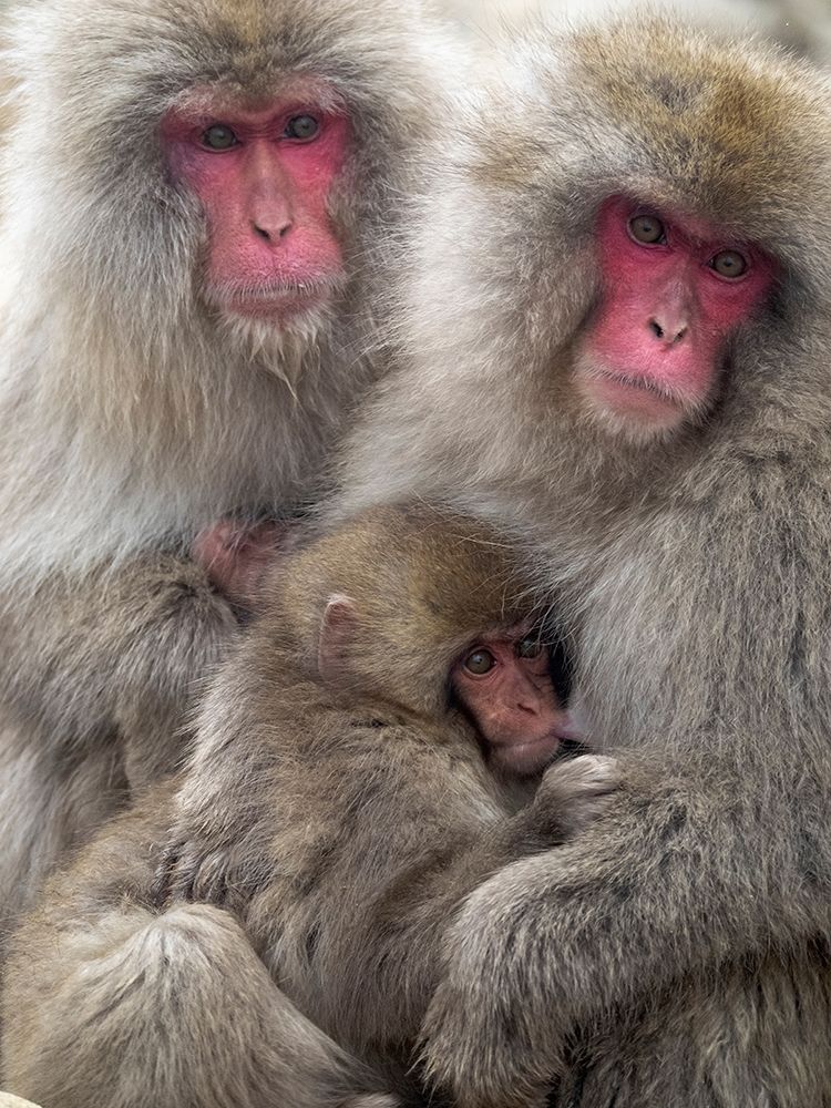Japan-Nagano Portrait of a Japanese macaque cuddling her baby while a relative sits beside them art print by Ellen Goff for $57.95 CAD